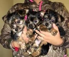 Free Teacup Yorkshire Terrier Pups