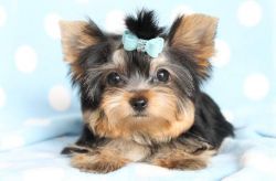 Affectionate Teacup Male And Female Yorkie Puppis