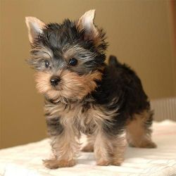 Lovely Yorkie puppies