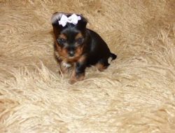 male and female Yorkie