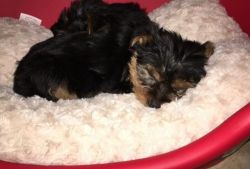 T- Cup Sweet Yorkie Puppies For Good Homes