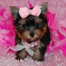 princess yorkie pup is ready