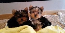 Tea Cup Yorkshire Terrier Puppies For Sale $500