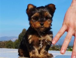 Akc Female And Male yorkshire terrier puppies