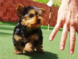 cute and adorable yorkshire terriers