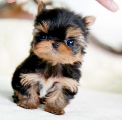Lovely teacup Yorkshire Terrier puppies