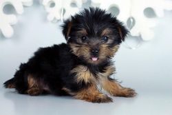 Nice T-cup Yorkie Puppies Ready For A New Home