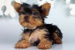 T-cup Yorkie Puppies for Adoption