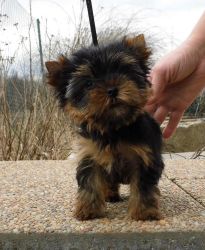Purebred Tiny Yorkie Puppies Male Andc Female