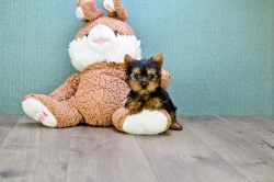 Tiny Adorable Baby Yorkie Puppy