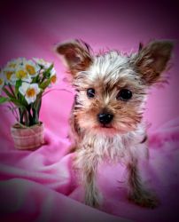 Darling baby doll faced male yorkie puppies