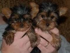 Female Yorkshire Terriers