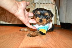 nice yorkie for rehoming