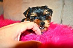 nice yorkie for rehoming