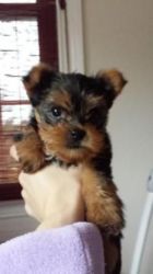 Kc Reg Yorkshire Terrier Puppies
