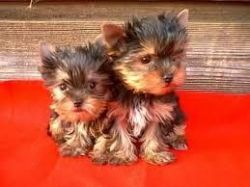 male and female teacup yorkie puppies