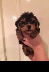 Adorable home trained yorkshire terrier