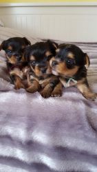 Kc Registered Miniature Yorkshire Terrier Puppies