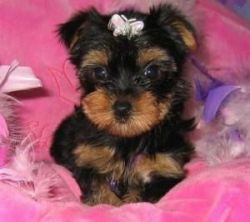 Adorable Yorkie Puppies for free