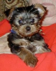 male and female Teacup yorkshire terrier puppies
