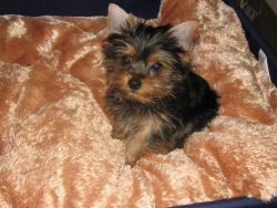 Lovely Akc Teacup Yorkie Puppies Ready