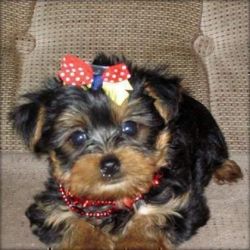 Amazing Teacup yorkie puppies for you..