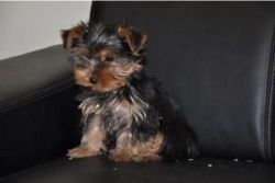 Teacup Yorkie Puppies To Interested Families.