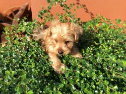 Yorkshire Terrier Puppies 2 months old