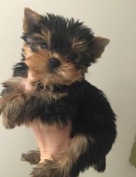 Yorkshire Terrier puppies for sale in home