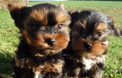 Yorkie pups on sale now