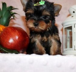Male and female Yorkie puppies for pet lovers