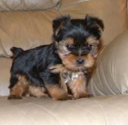 Yorkie puppies for Sale