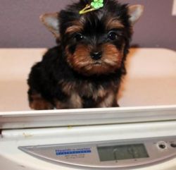 2 adorable yorkie puppies looking for a good home