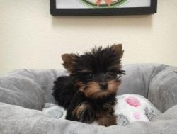 Adorable Yorkie puppies for Rehoming