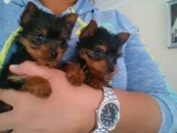 Amazing Male and Female Yorkie Puppies