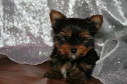 Yorkie Puppies for free
