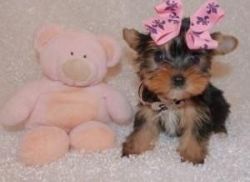 Charming Teacup yorkie puppies for free Adoption