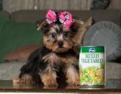 Cute Yorkie Puppies For Re-homing