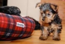 baby face Yorkie Puppies For Adoption