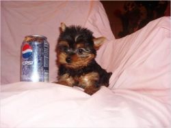 Christmas Teacup Yorkie Puppies Available
