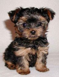Baby is a purebred Yorkie.