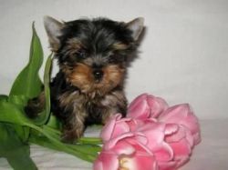 yorkie puppies avaliable - Call: