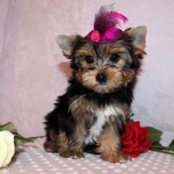 Yorkshire Terrier puppies For free Adoption