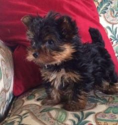12 week old male yorkie for sale
