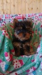 Very Cute Yorkishire Terrie Puppy For Sale