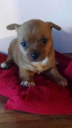 Chihuahua/Yorkie Teacup Puppy 6weeks