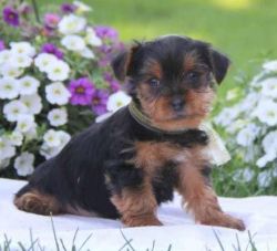Kent yorkshire terrier puppy