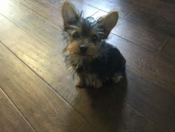 Akc Yorkshire Terrier Pup For Sale