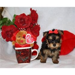 Lovely Teacup Yorkie puppies for sale