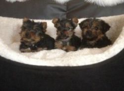Yorkshire Terrier Puppies For A Lovely Home